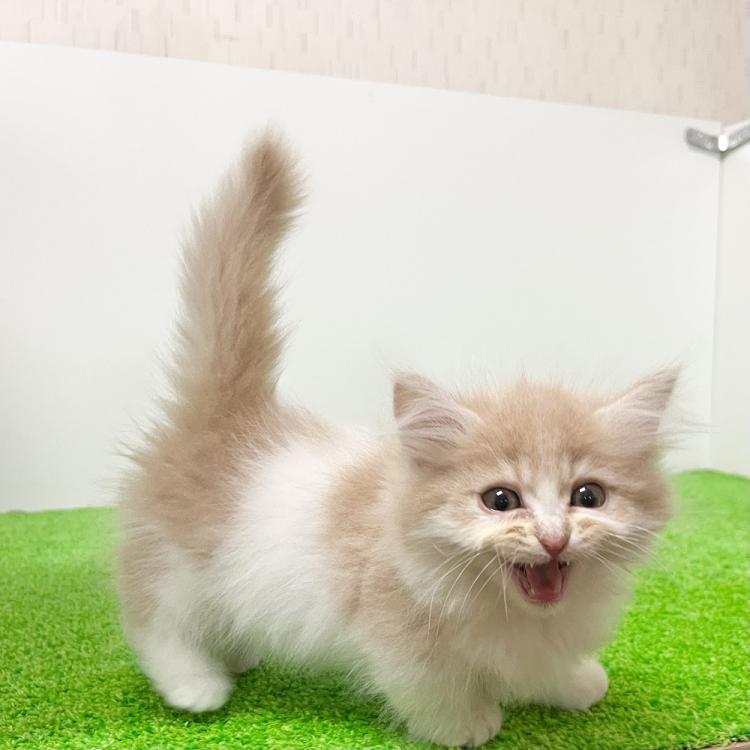 animal_image