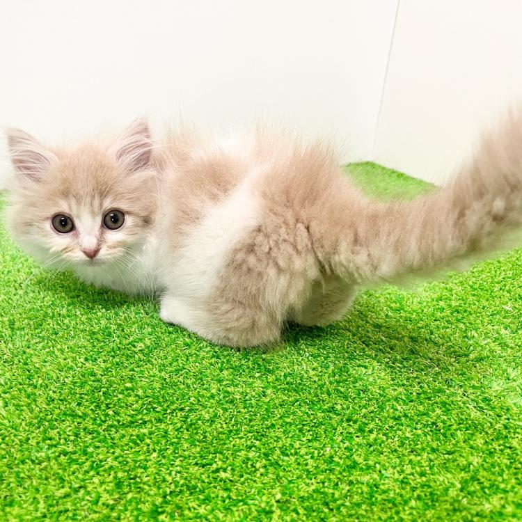 animal_image