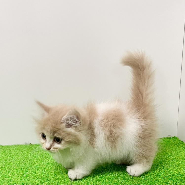 animal_image