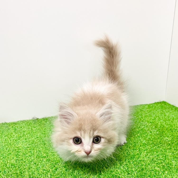 animal_image
