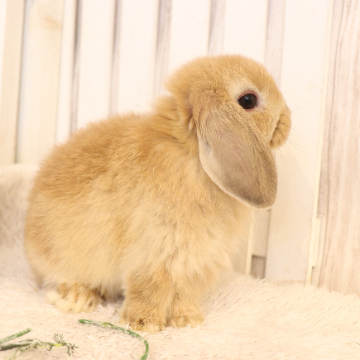 animal_image