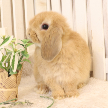 animal_image