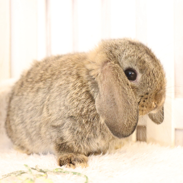 animal_image