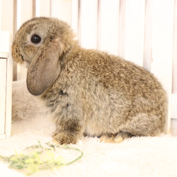 animal_image