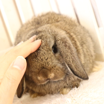 animal_image