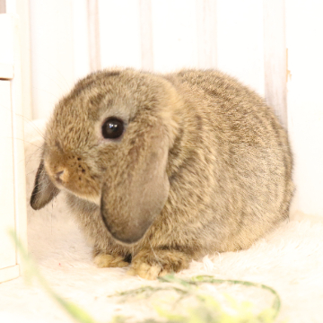 animal_image