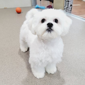 animal_image