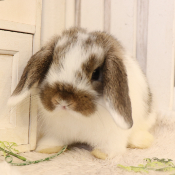 animal_image