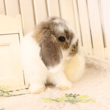 animal_image