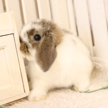 animal_image