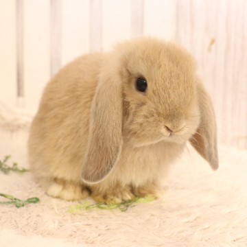 animal_image