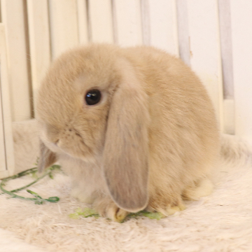 animal_image