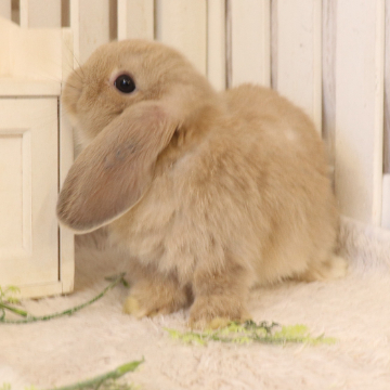 animal_image