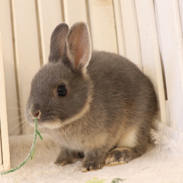 animal_image