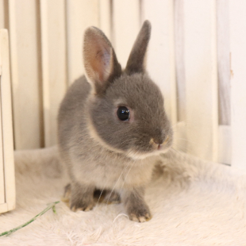 animal_image