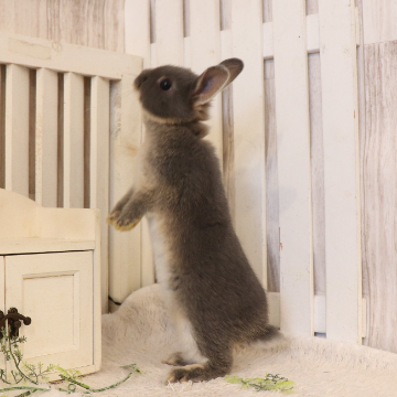 animal_image