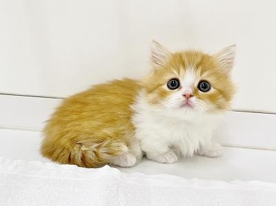 animal_image