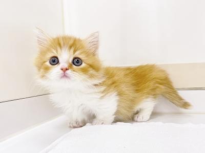 animal_image