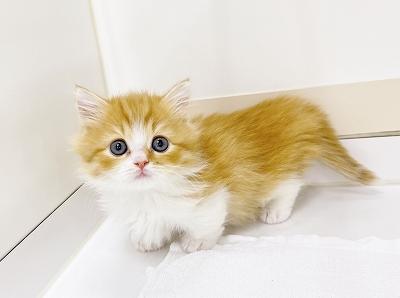 animal_image