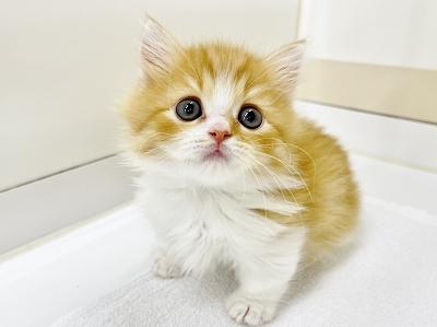 animal_image