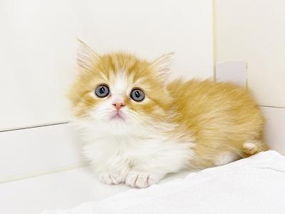 animal_image