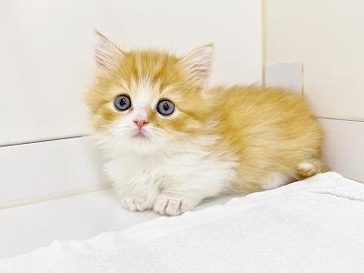 animal_image