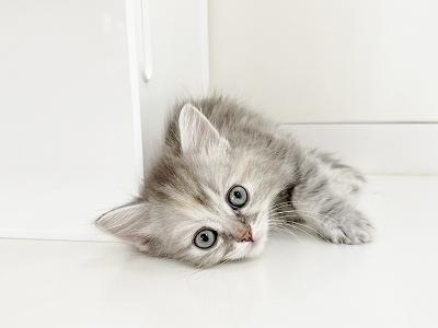 animal_image