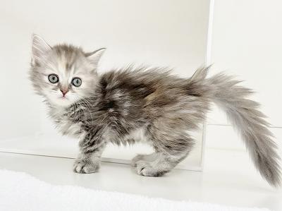animal_image