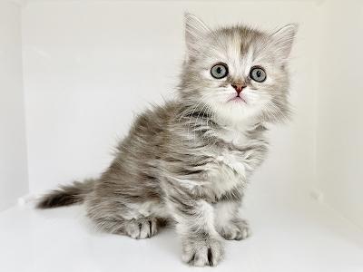 animal_image