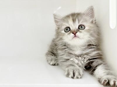 animal_image