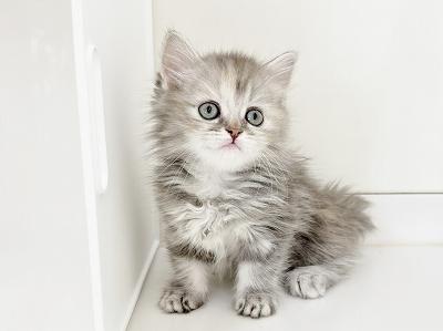 animal_image