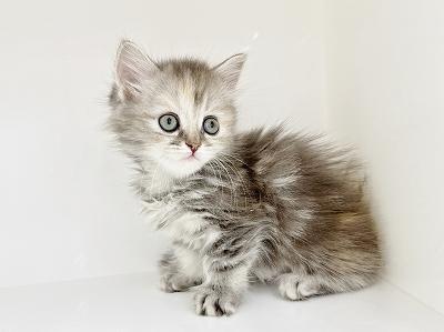 animal_image