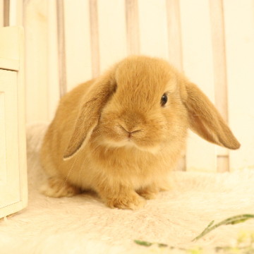 animal_image