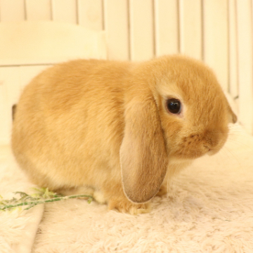 animal_image