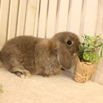 animal_image