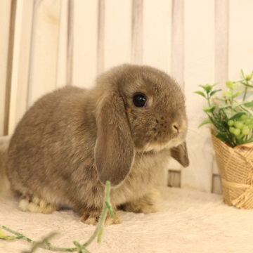 animal_image