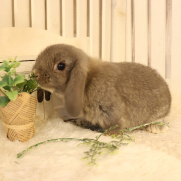 animal_image