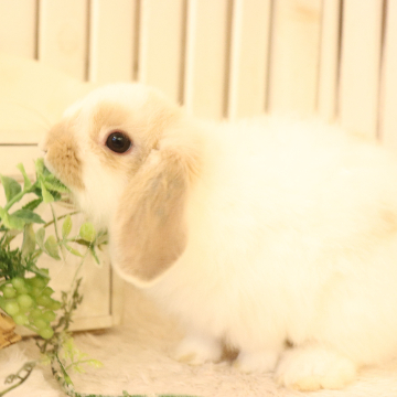 animal_image