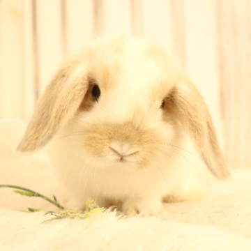 animal_image