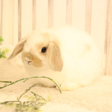animal_image