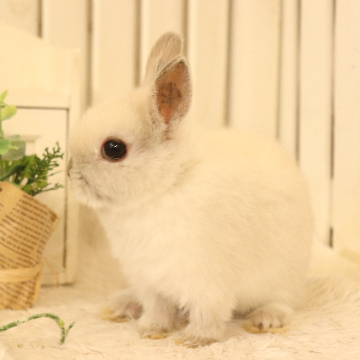 animal_image