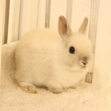 animal_image