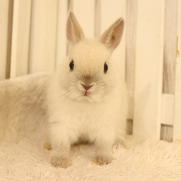 animal_image