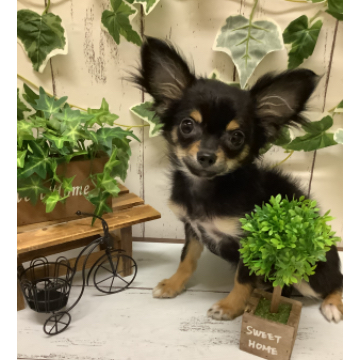 animal_image
