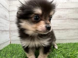 animal_image