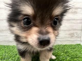 animal_image