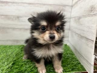 animal_image