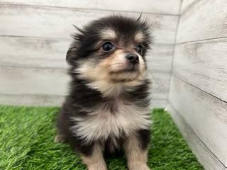 animal_image