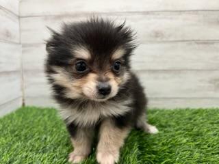 animal_image