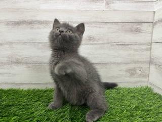 animal_image